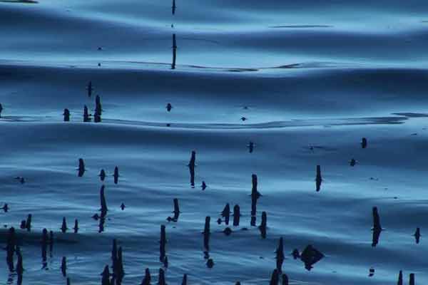 DukeAlbadaMichelleBlakeney