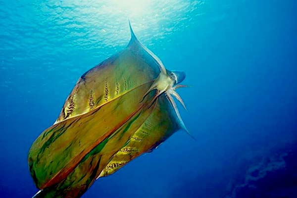 Blanket-Octopus