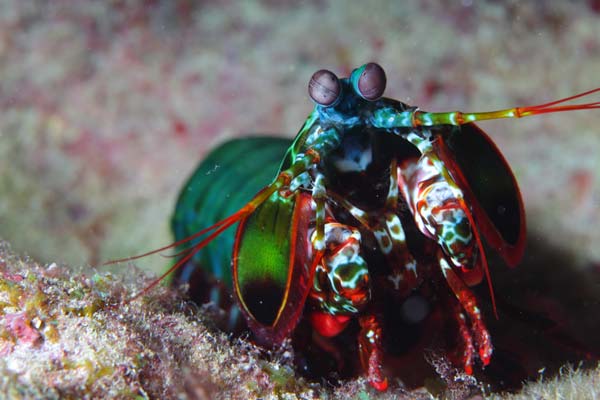 Mantis-Shrimp