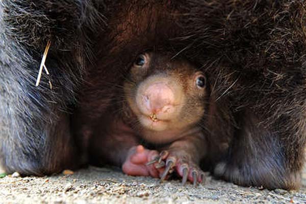 Wombat