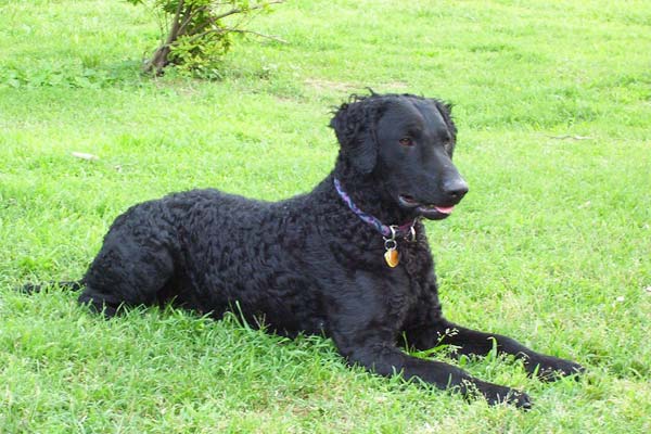 Curly-Haired-Retriever