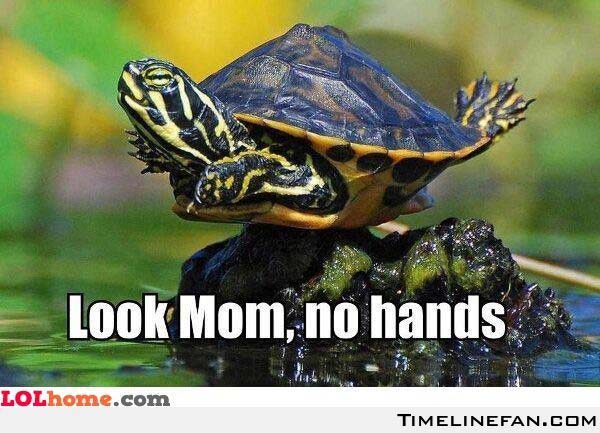 10 Memes To Celebrate World Turtle Day