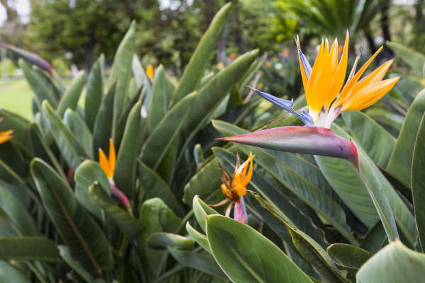 Bird Of Paradise