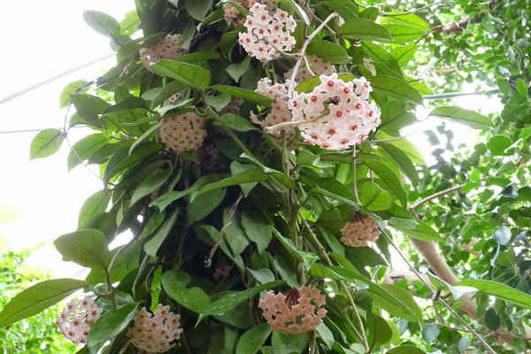 Hoya Vine