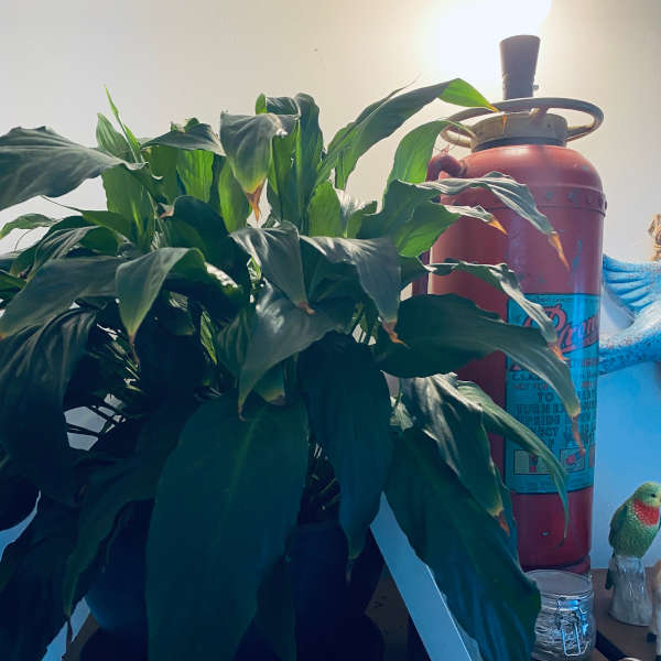 Peace Lily