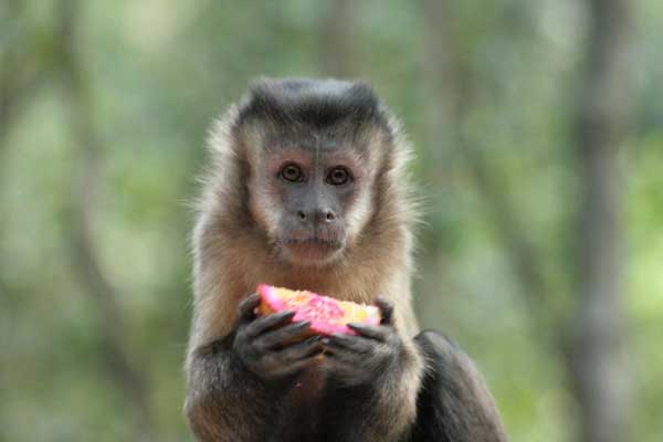 Capuchin Monkey