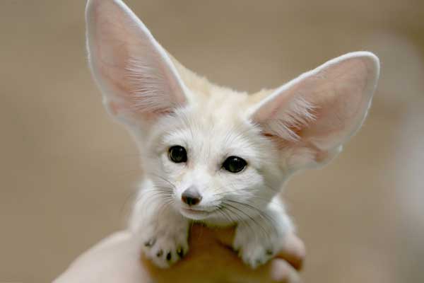 Fennec Fox