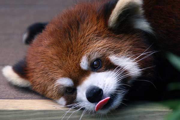 Red Panda