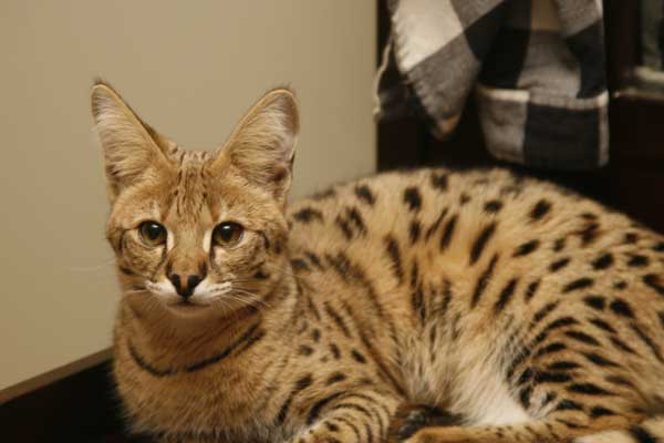 Savannah Cat