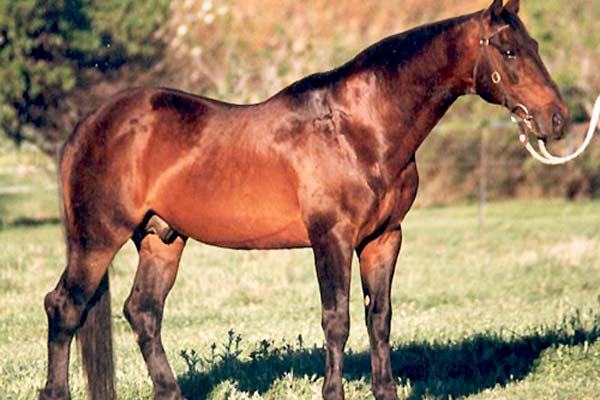 5 Horse Breeds Zeahorse Would Like To Mate With